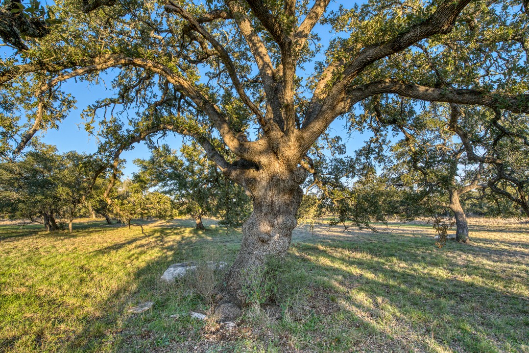 88+/- Acres - Purgatory Creek Ranch, Hays County 3111 Hugo Road/CR 214, Wimberly, Texas (MLS NOMLSID)